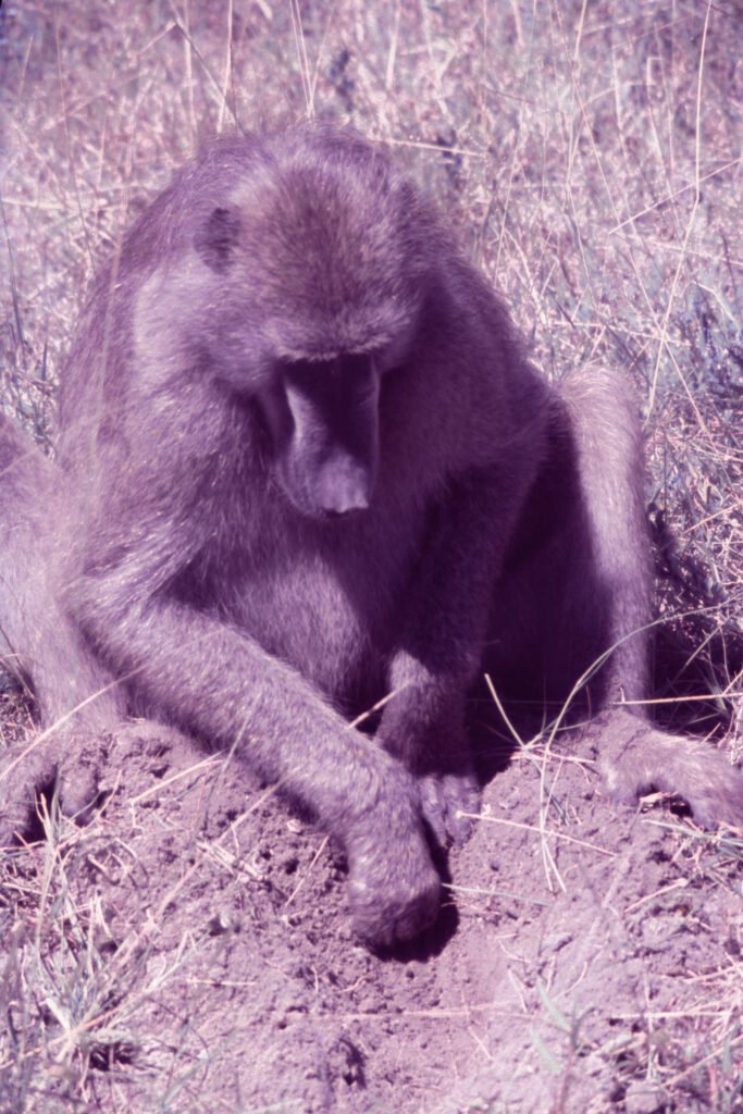 CurtBusse Okavango0195