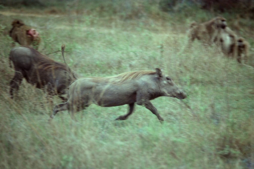 CurtBusse Okavango0200