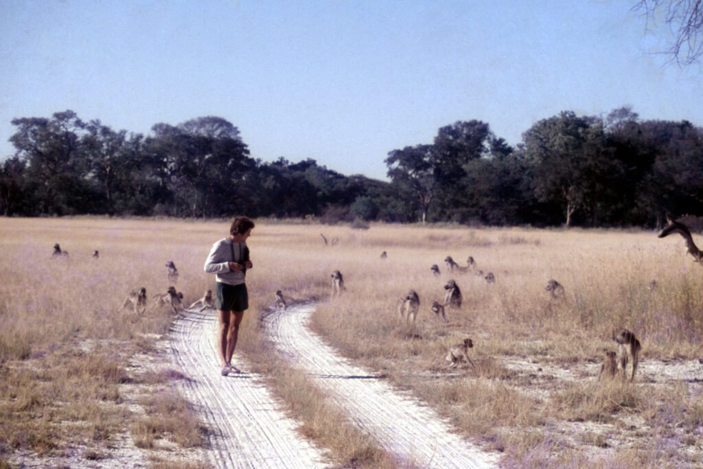 Why study baboons on foot 39 CurtBusse Okavango0202