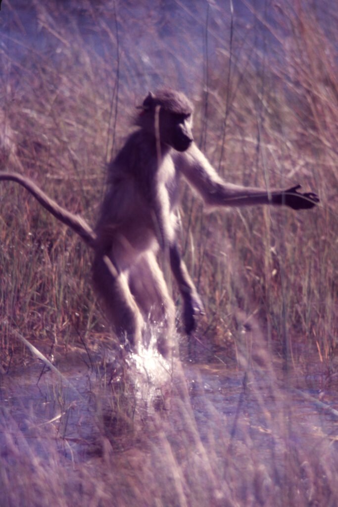 Photos Water Crossings 25 CurtBusse Okavango0204