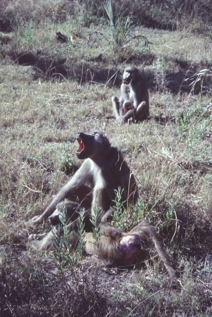 CurtBusse Okavango0210
