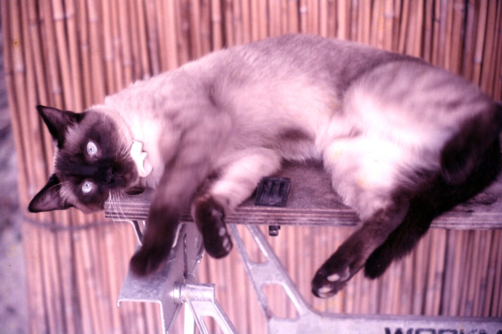 Photos Baboon Camp 41 CurtBusse Okavango0212