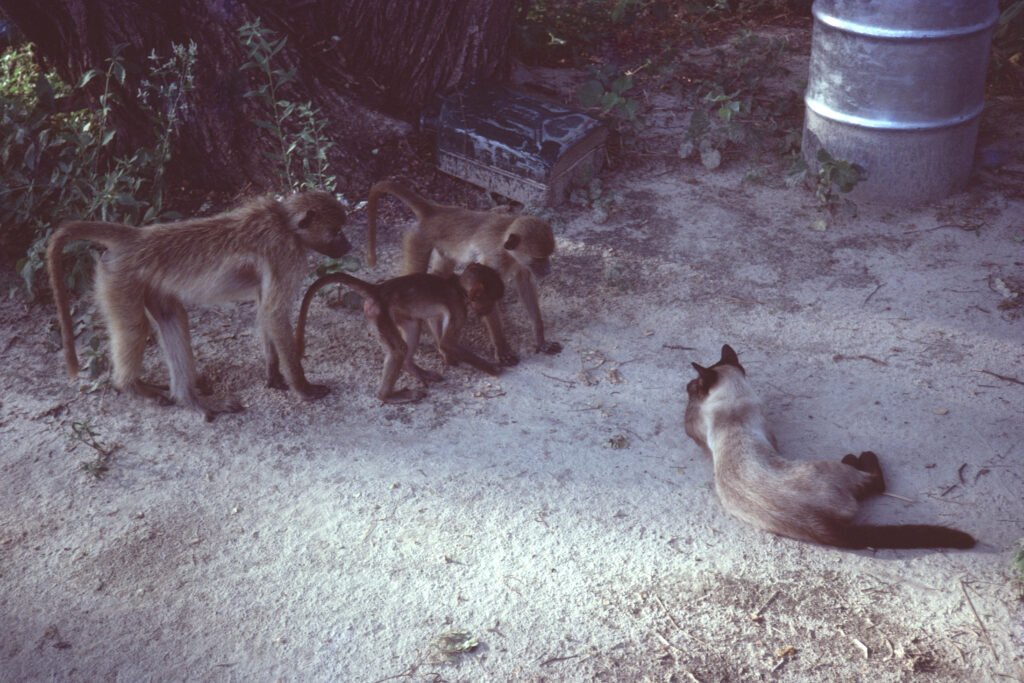 Photos Baboon Camp 43 CurtBusse Okavango0217