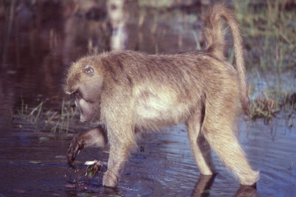 CurtBusse Okavango0228