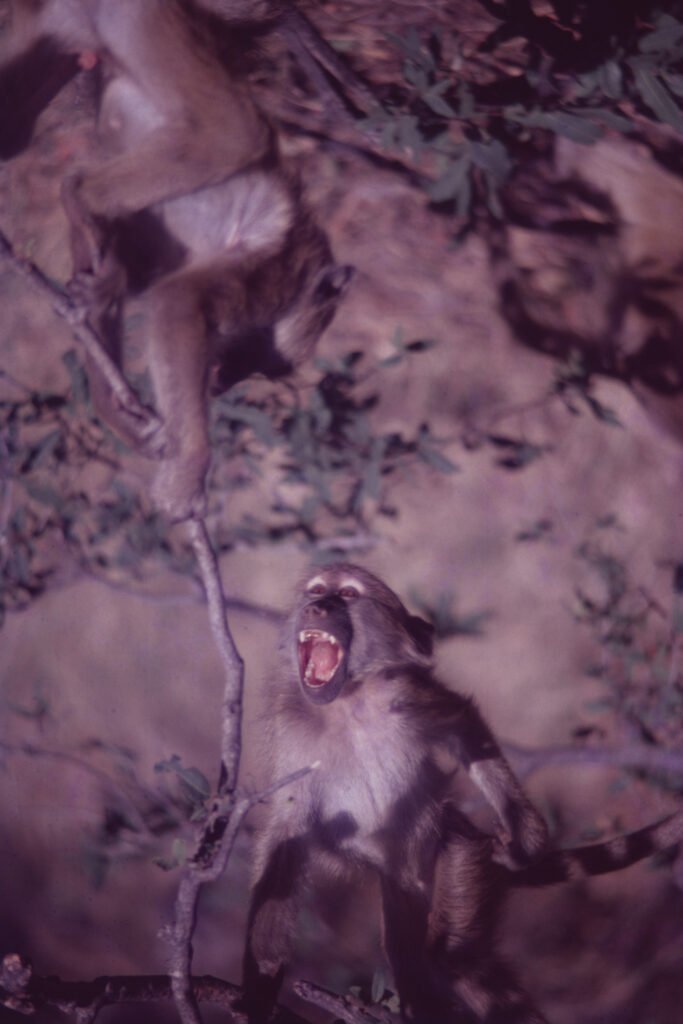 CurtBusse Okavango0233