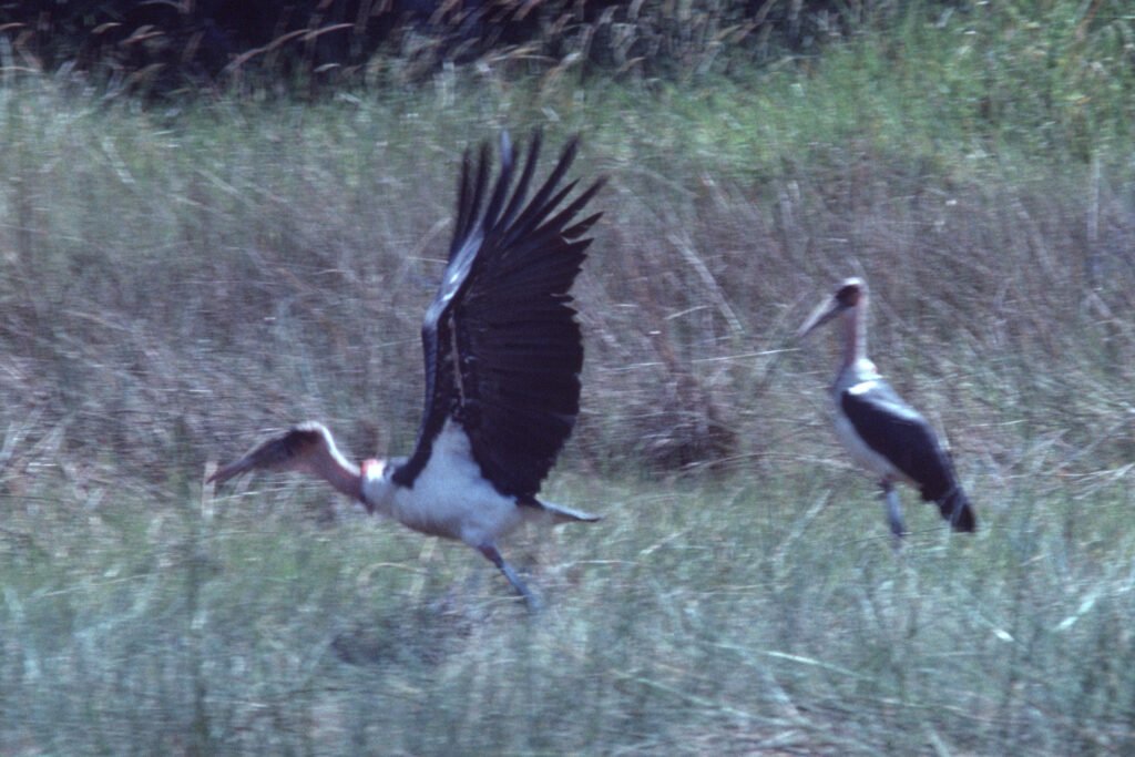 CurtBusse Okavango0235