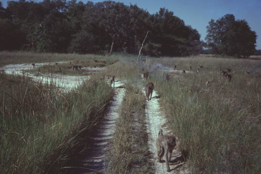 CurtBusse Okavango0237