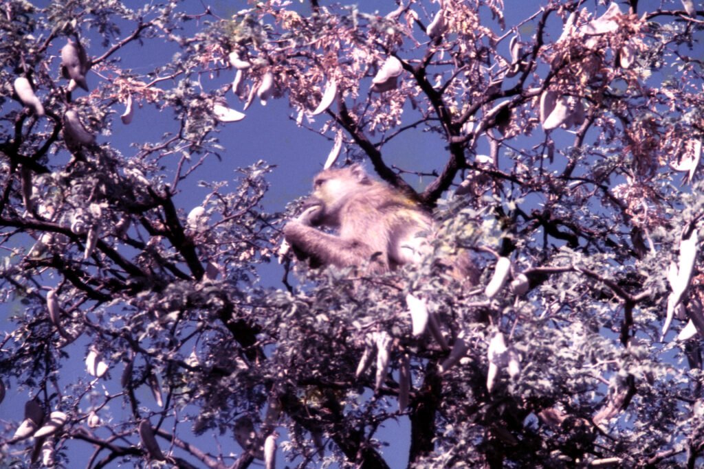 CurtBusse Okavango0243