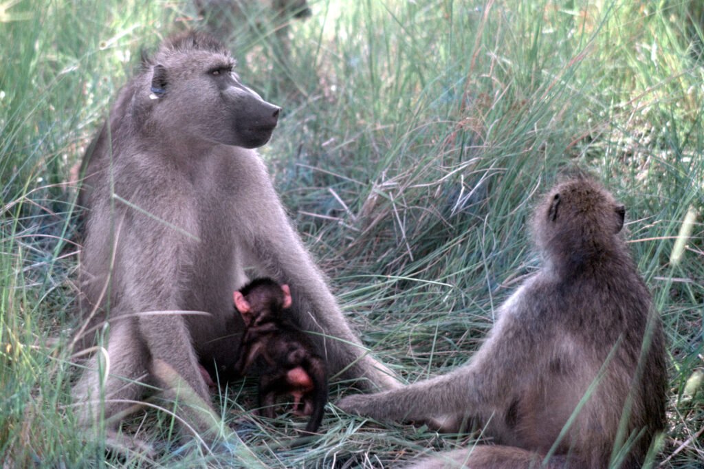 CurtBusse Okavango0244