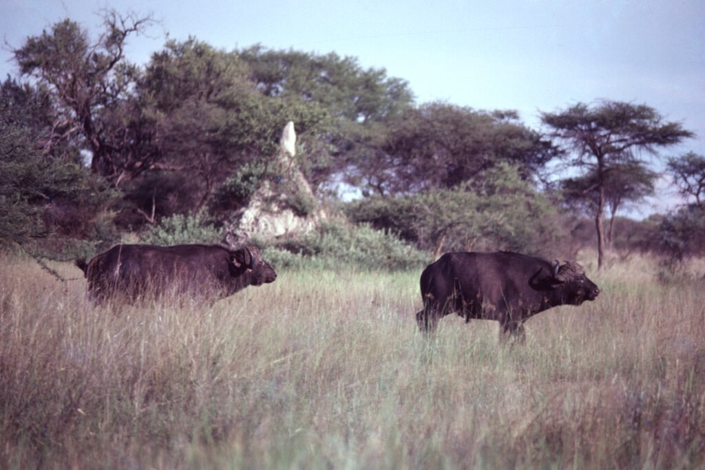 Why study baboons on foot 1 CurtBusse Okavango0249