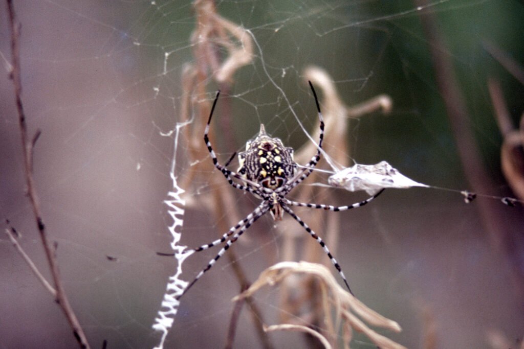 CurtBusse Okavango0250