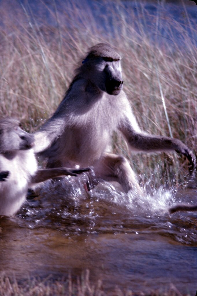 Photos Water Crossings 19 CurtBusse Okavango0253