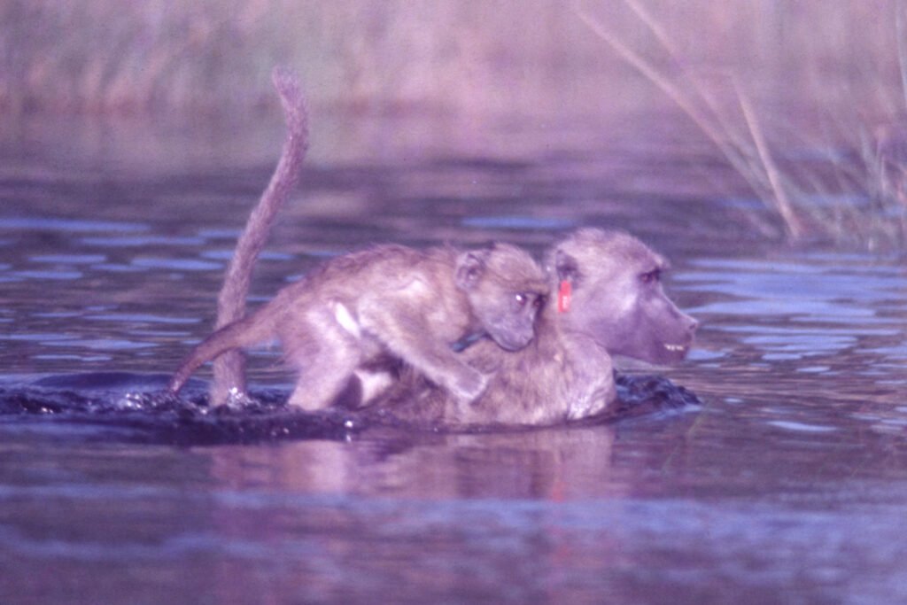 Photos Water Crossings 21 CurtBusse Okavango0254