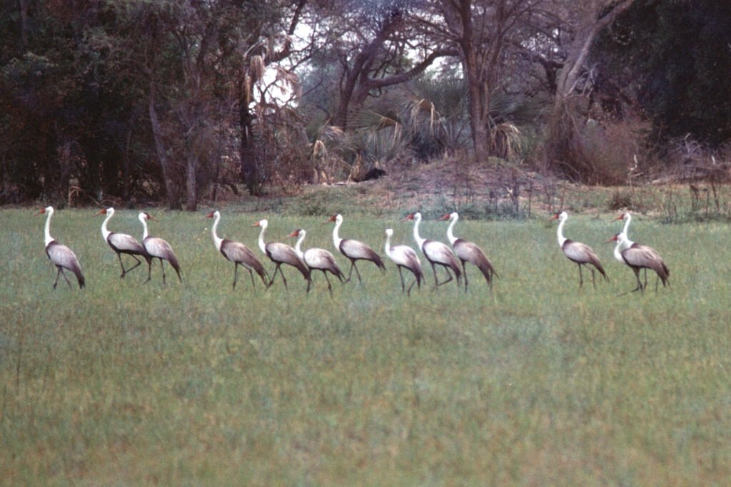 CurtBusse Okavango0255