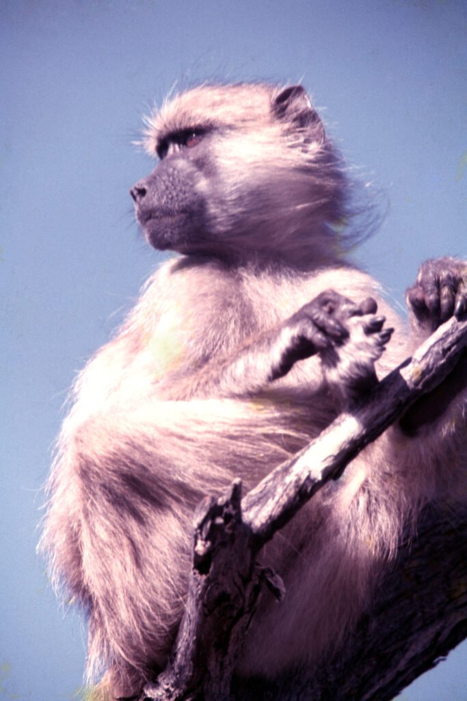 CurtBusse Okavango0259