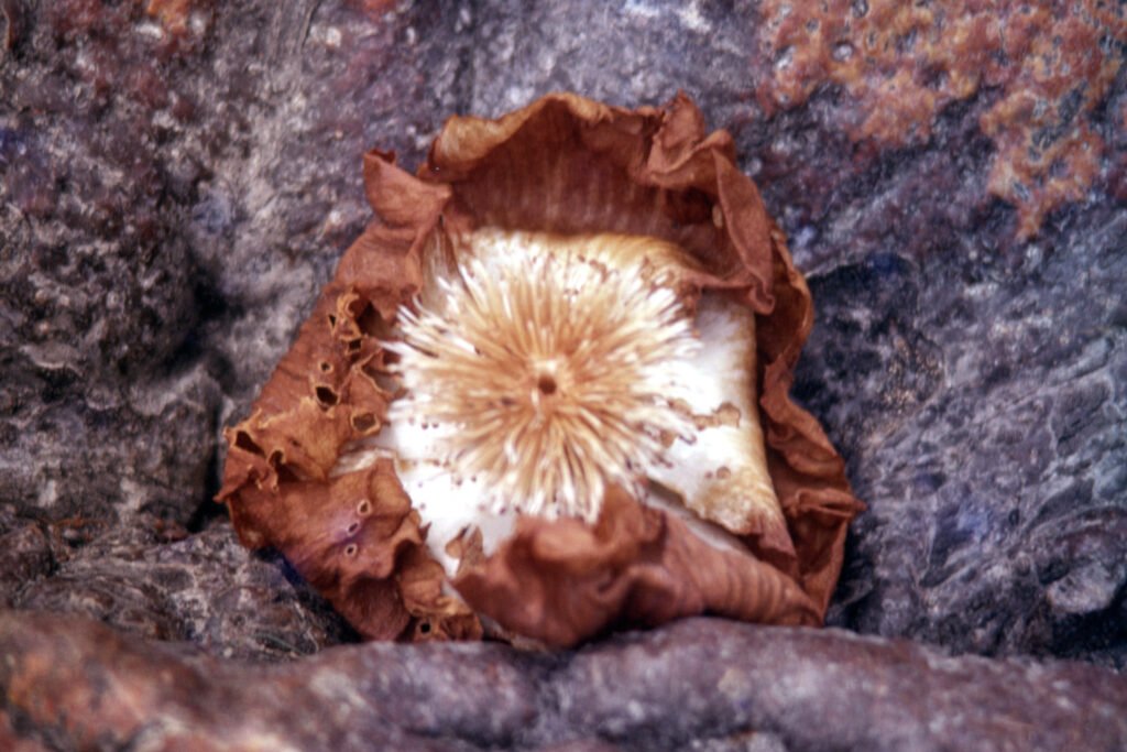 CurtBusse Okavango0260