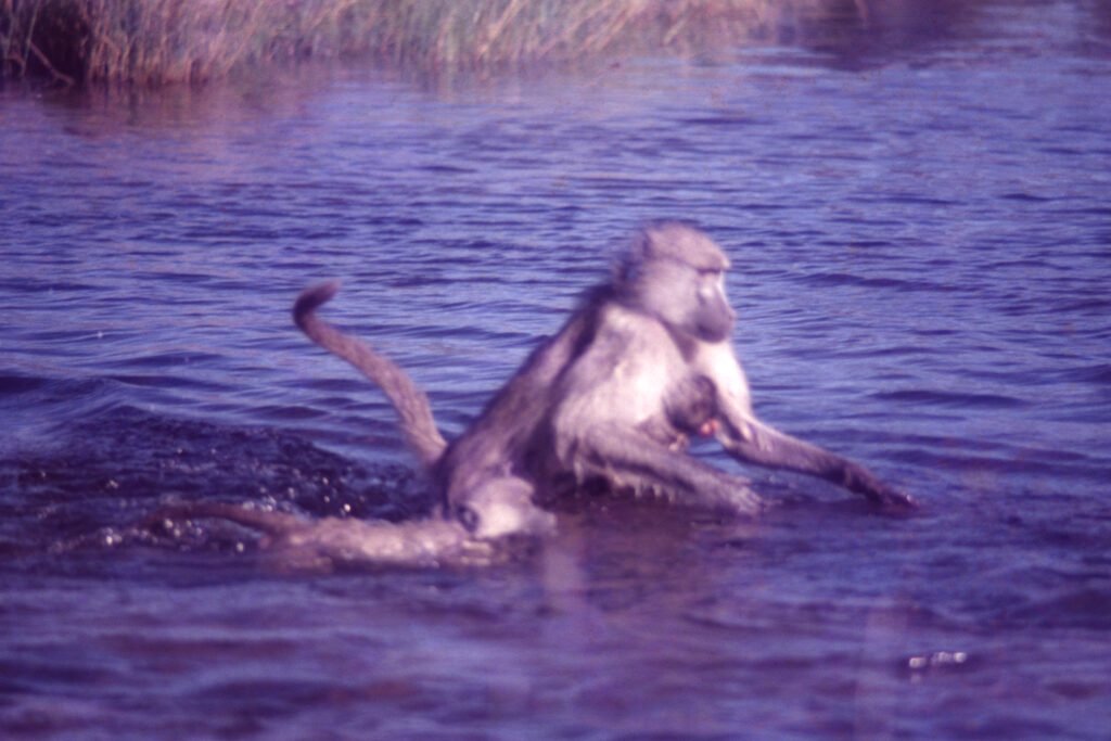 Photos Water Crossings 23 CurtBusse Okavango0265
