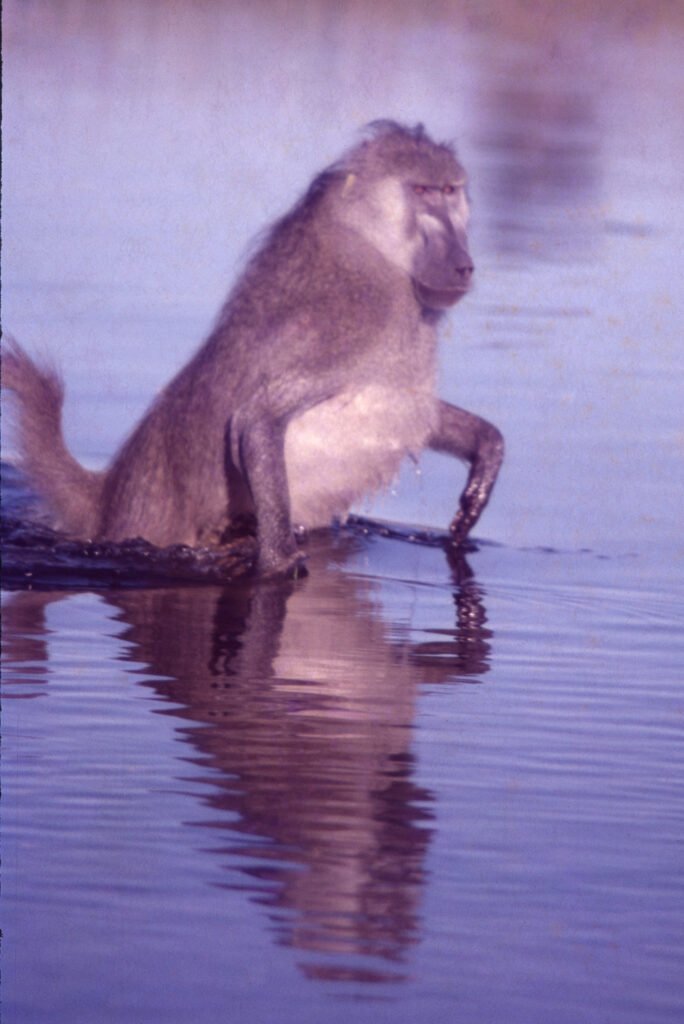 Photos Water Crossings 27 CurtBusse Okavango0270
