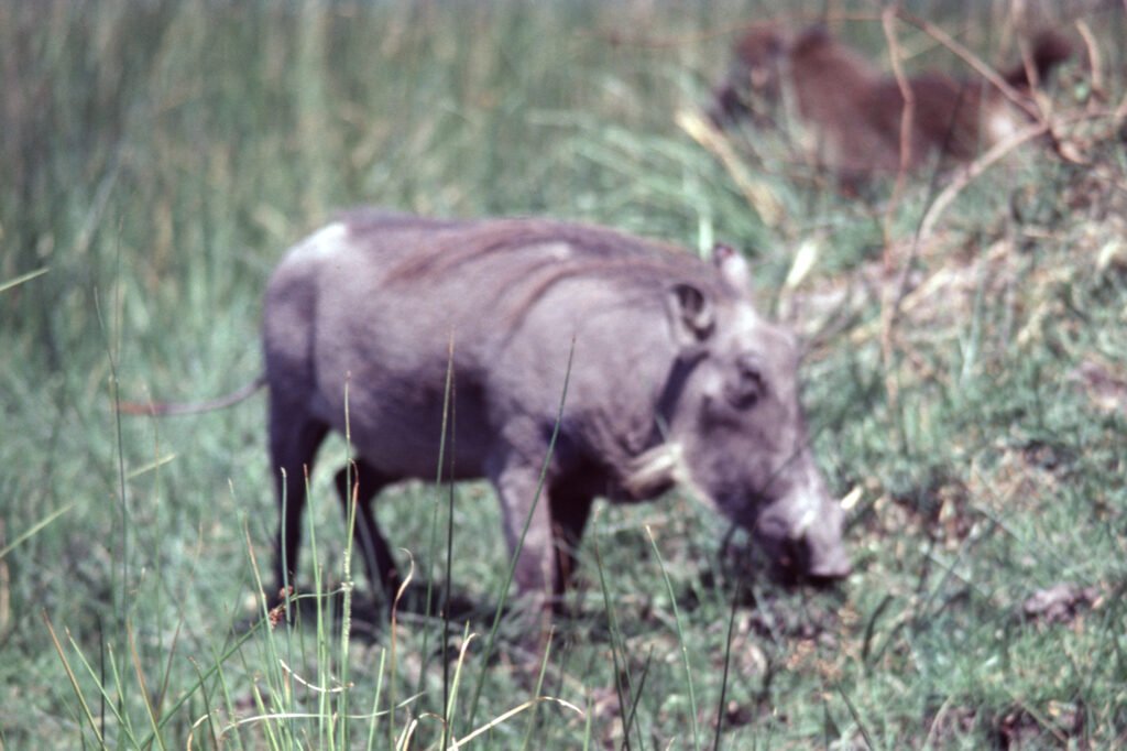 Why study baboons on foot 21 CurtBusse Okavango0271