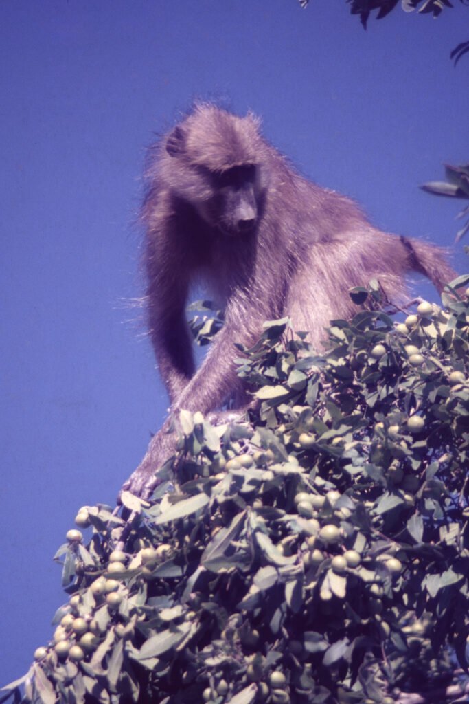 CurtBusse Okavango0272