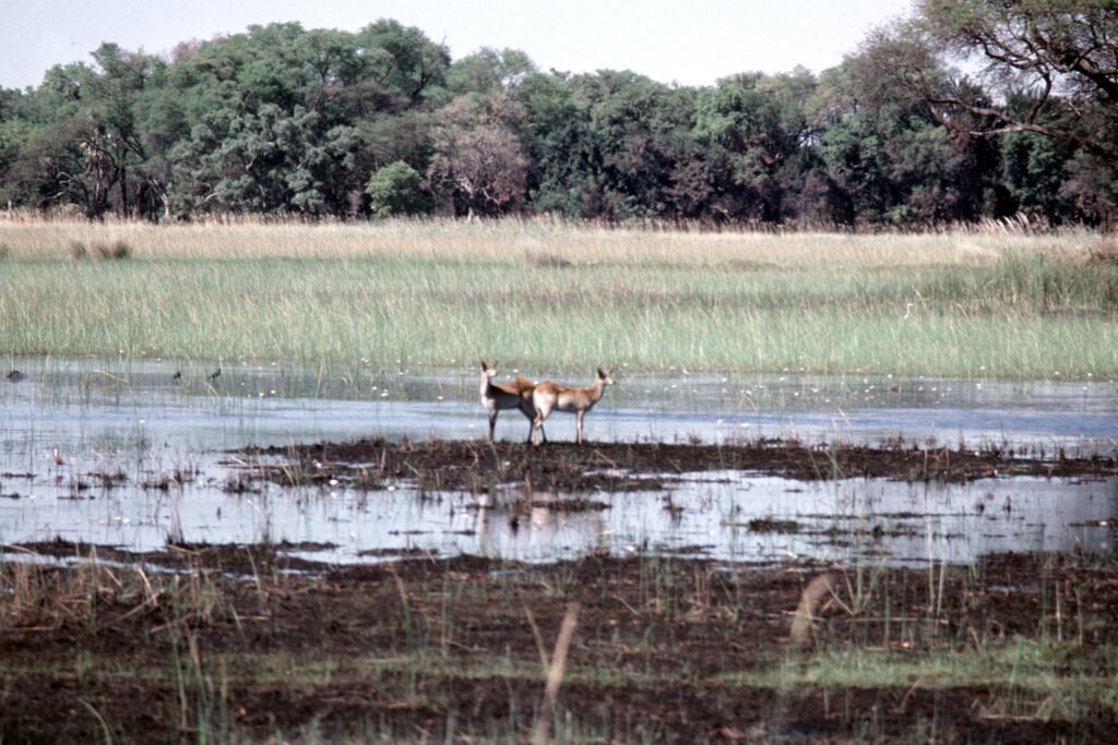 CurtBusse Okavango0276
