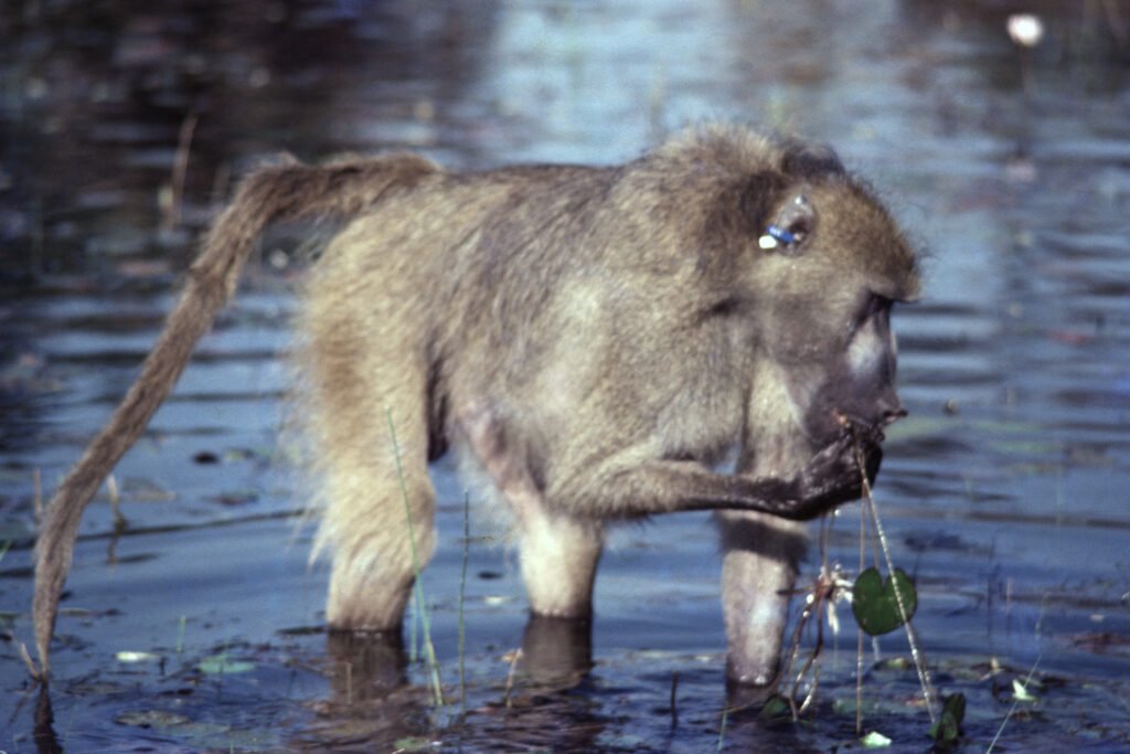CurtBusse Okavango0277