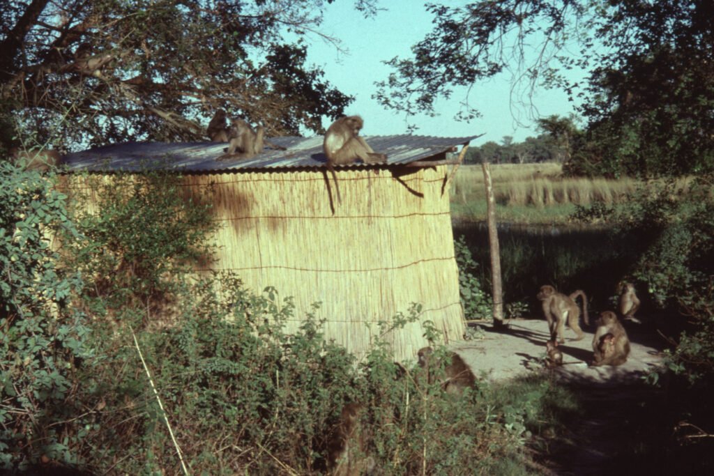 Photos Baboon Camp 15 CurtBusse Okavango0278