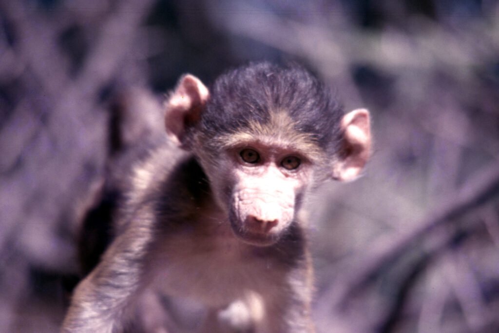CurtBusse Okavango0279