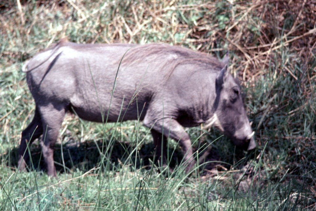 CurtBusse Okavango0285