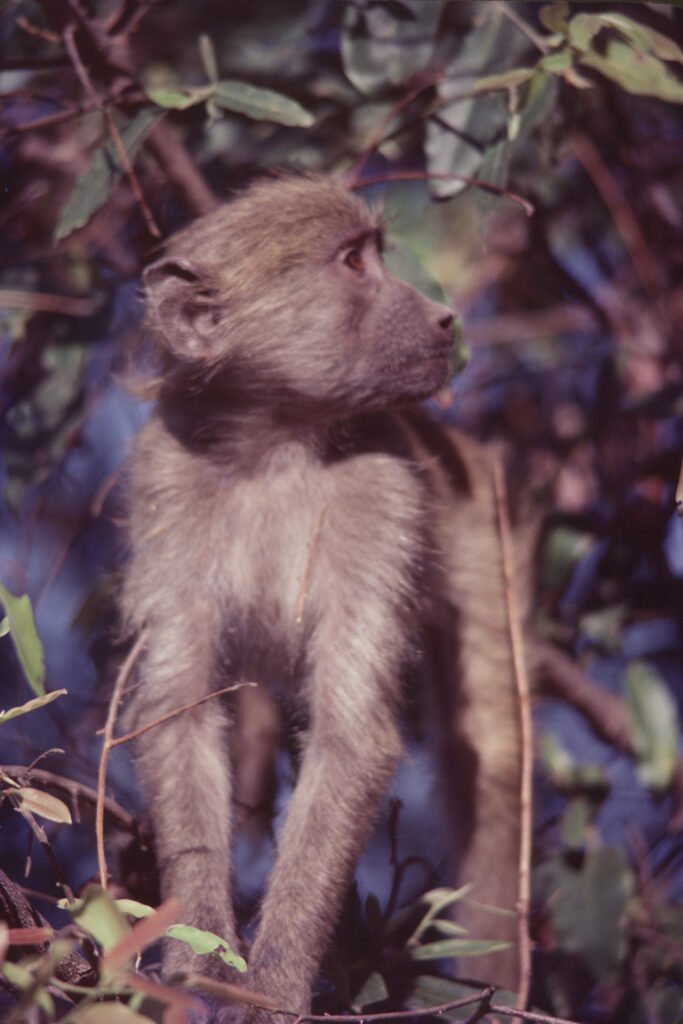 CurtBusse Okavango0291