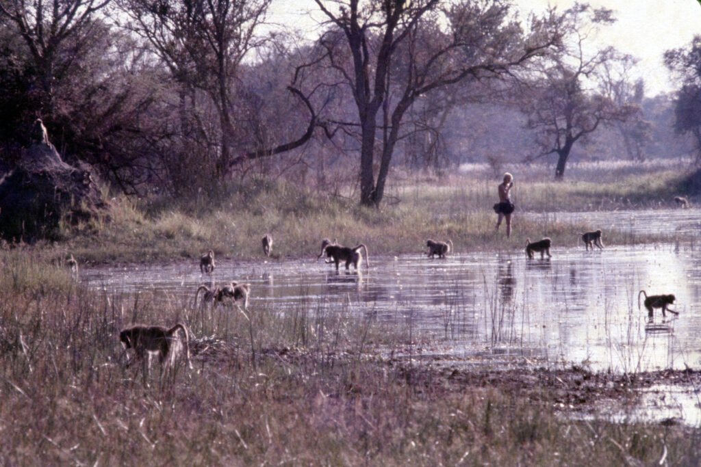 Why study baboons on foot 25 CurtBusse Okavango0293