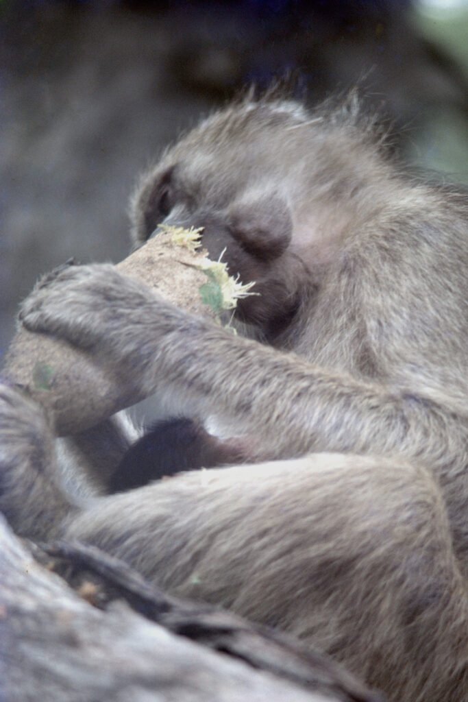 CurtBusse Okavango0295
