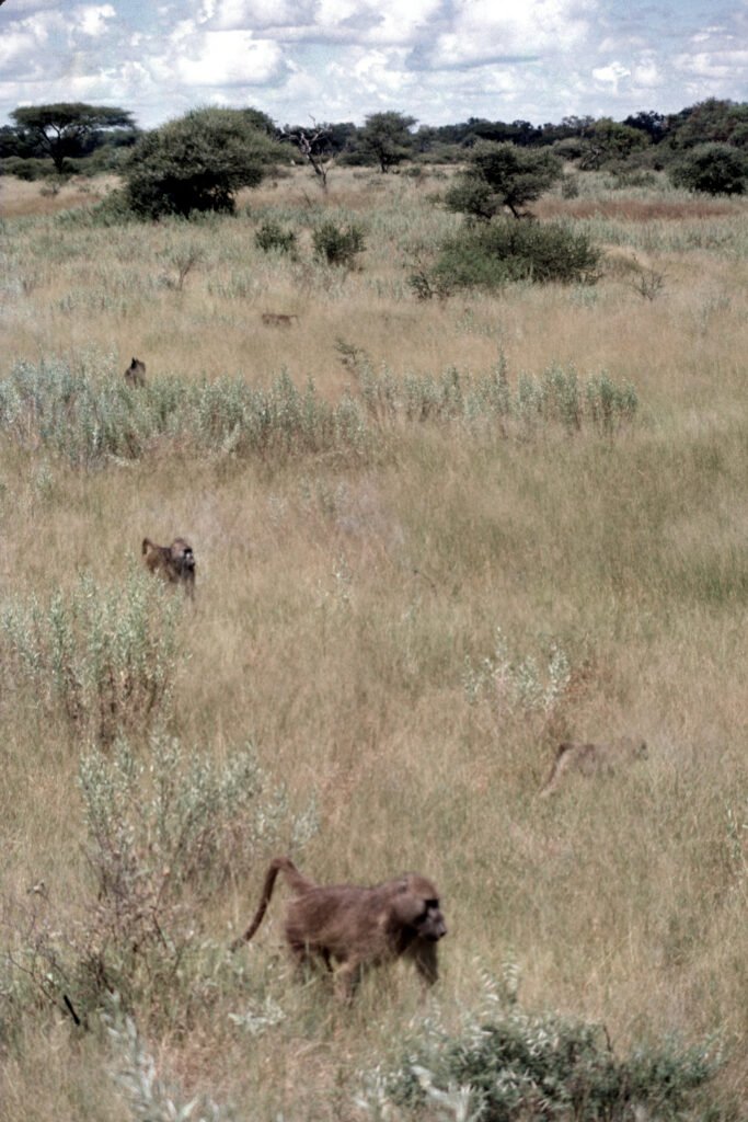 CurtBusse Okavango0296