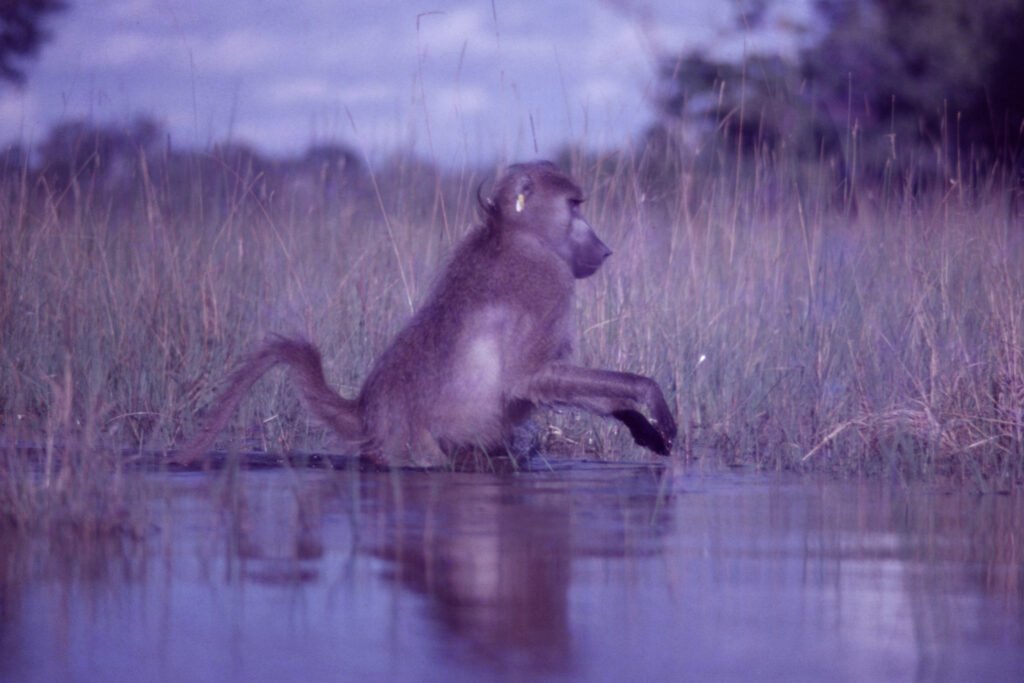 Photos Water Crossings 31 CurtBusse Okavango0297