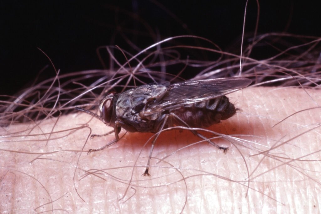 Why study baboons on foot 10 CurtBusse Okavango0514