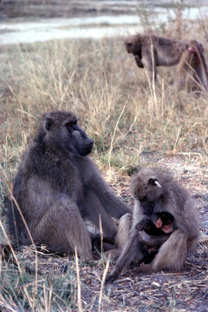CurtBusse Okavango0517