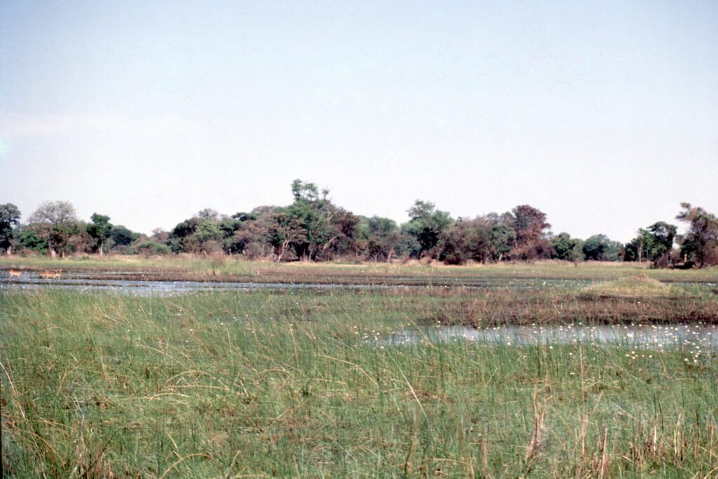 CurtBusse Okavango0534
