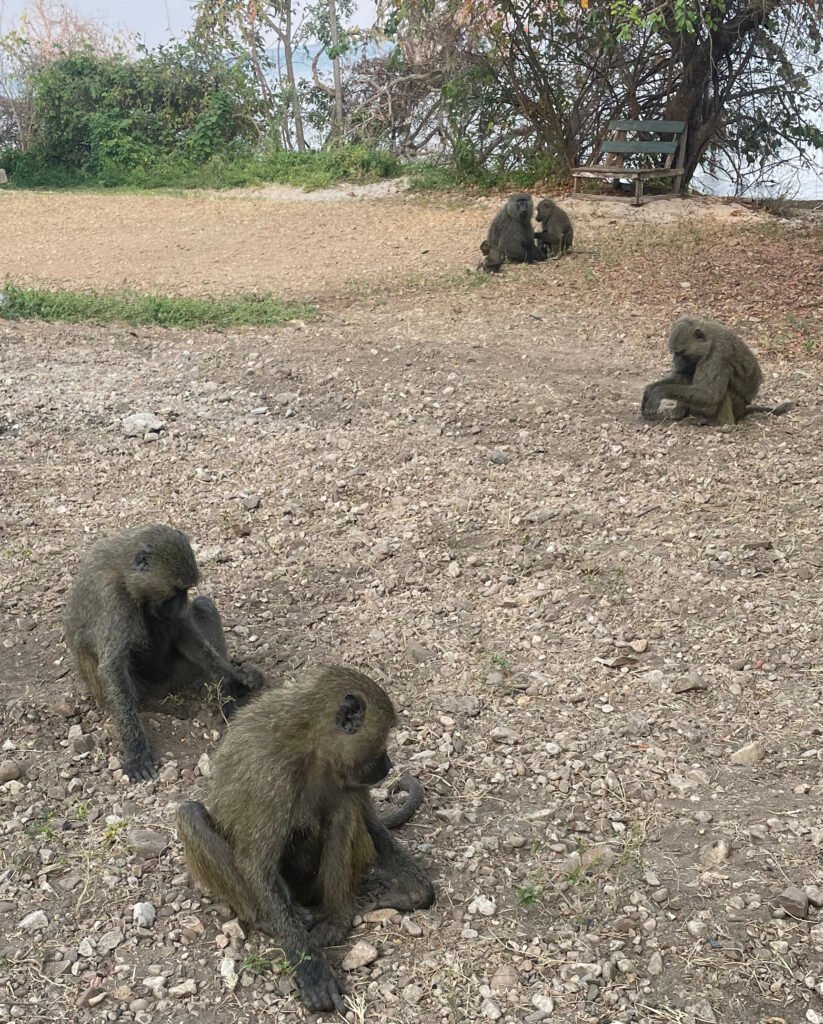CurtBusse BaboonsInSand