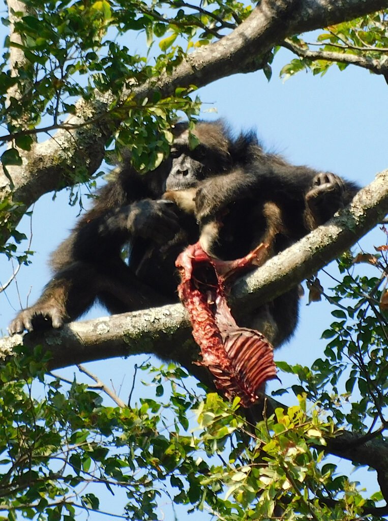Male chimpanzee eating a colobus monkey.