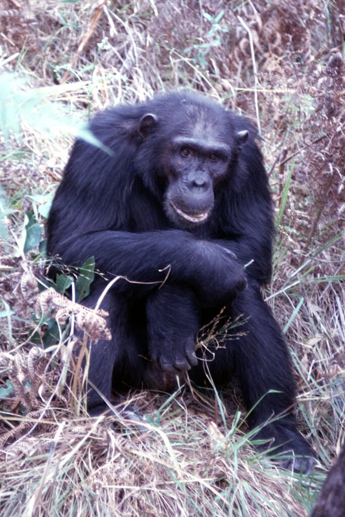 Six Chimpanzees Three Monkeys 8 Adult male chimpanzee Jomeo.