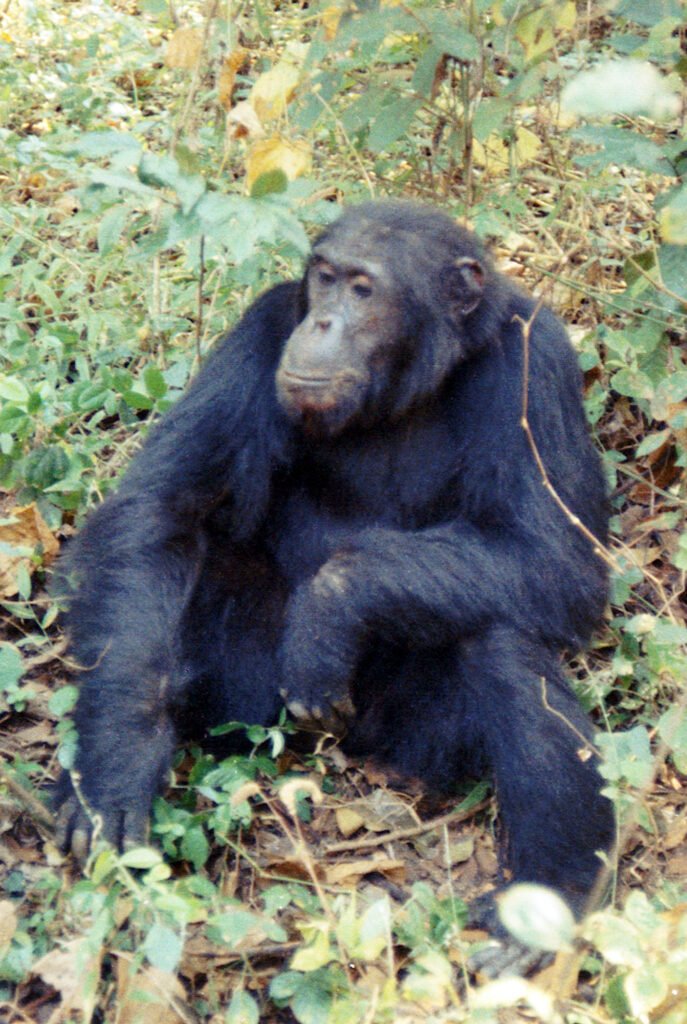 Six Chimpanzees Three Monkeys 7 Adult male chimpanzee Evered.