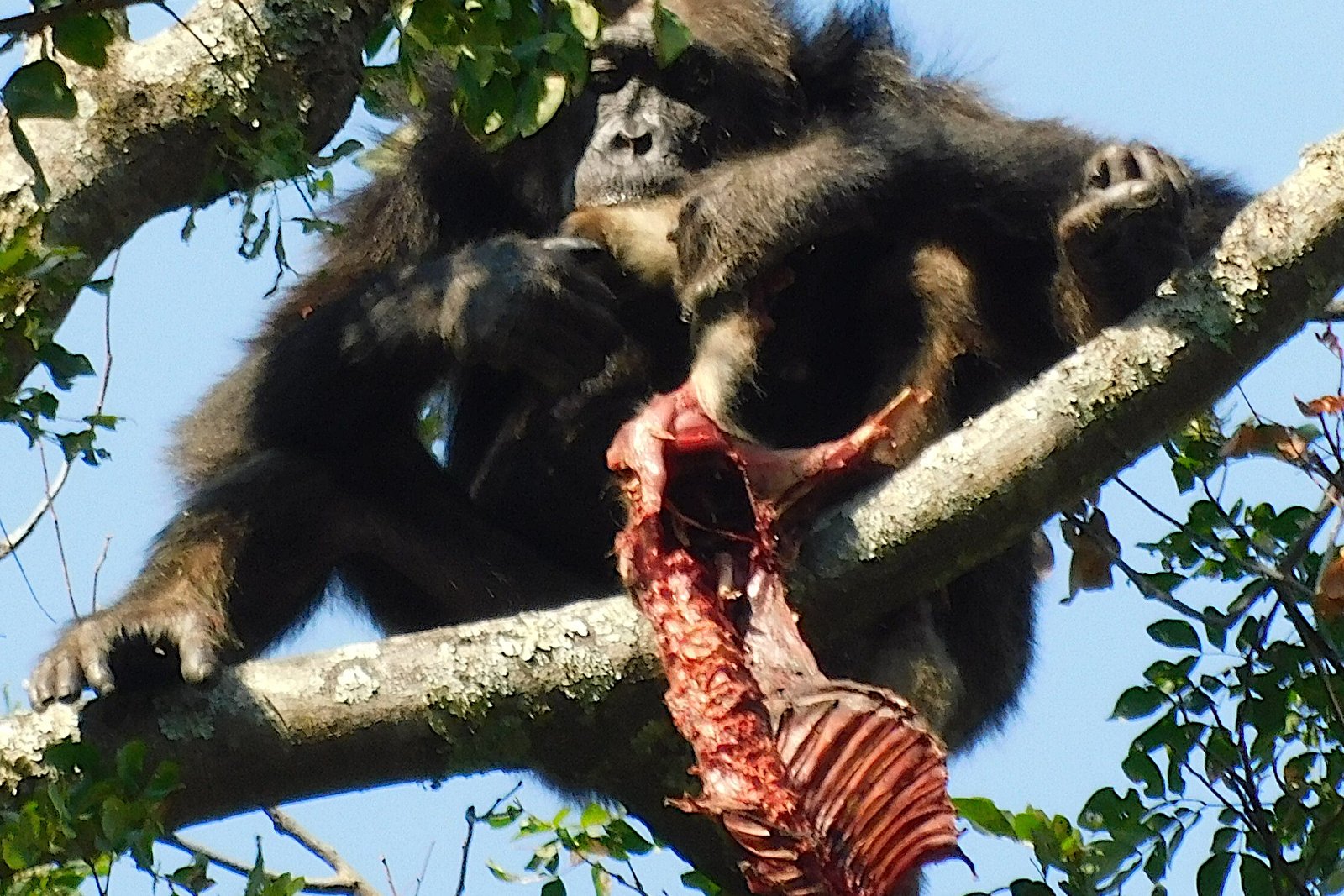 Gombe Research 3 SheldonEatingColobus edited
